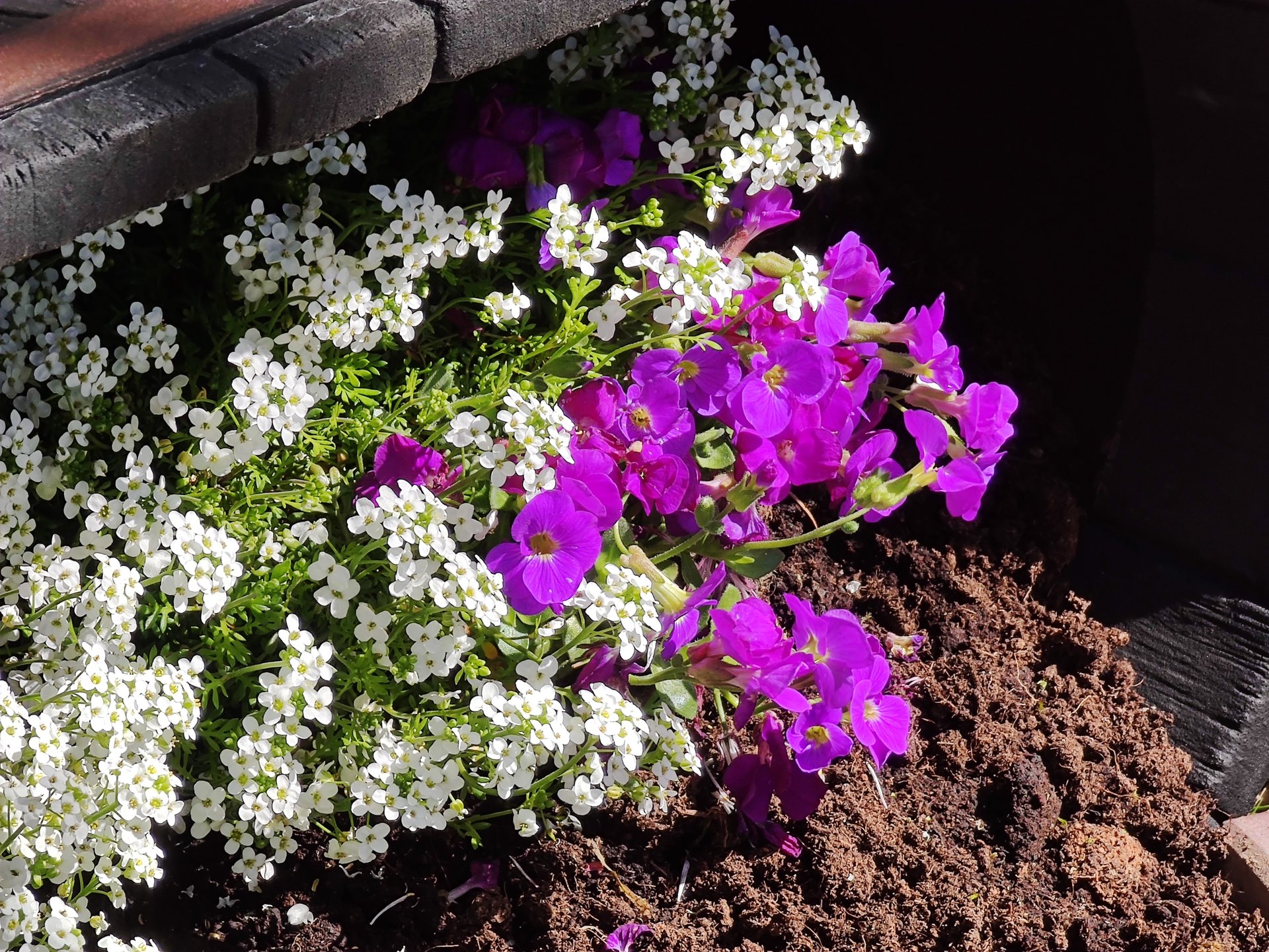 Mi11U_Flowerbed_10x.jpg