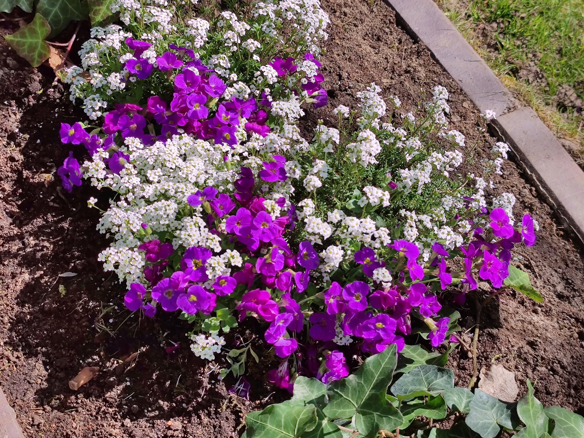 Mi11U_Flowerbed_3x.jpg