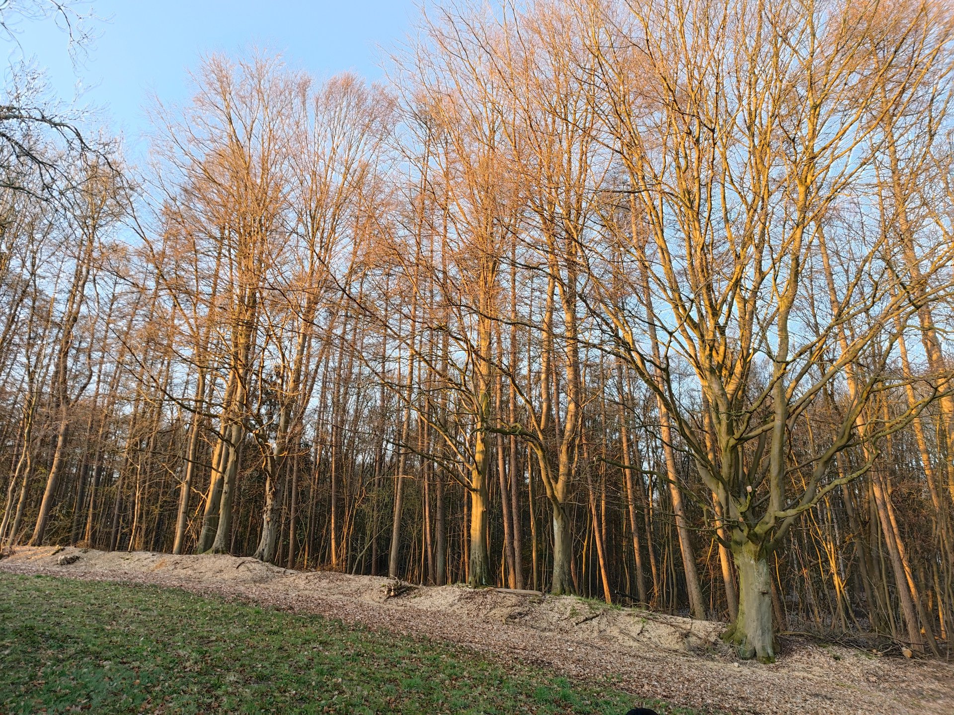 Mi11U_Wood_Morning.jpg