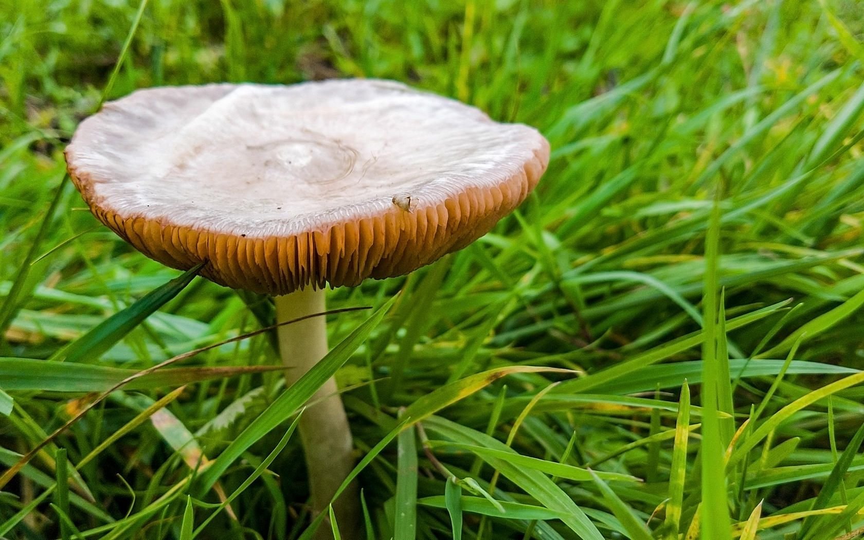 pilz.jpg