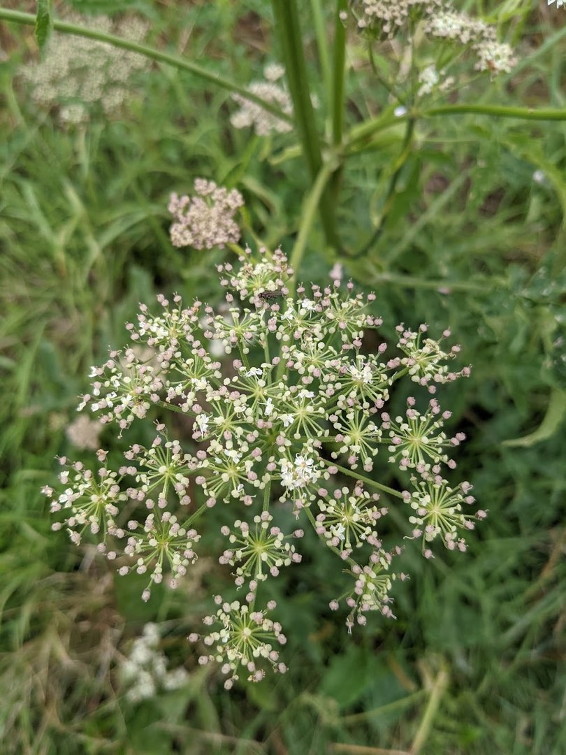 PXL_20210803_163832193.jpg