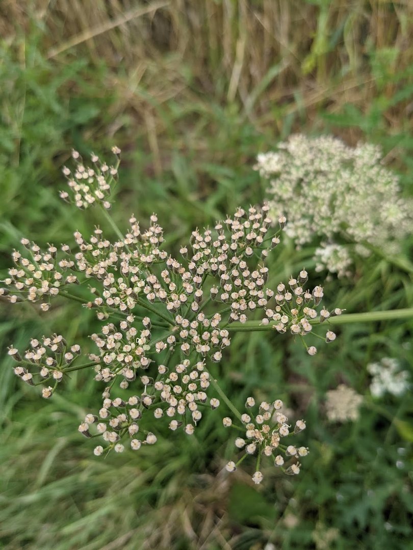 PXL_20210803_163835349.jpg