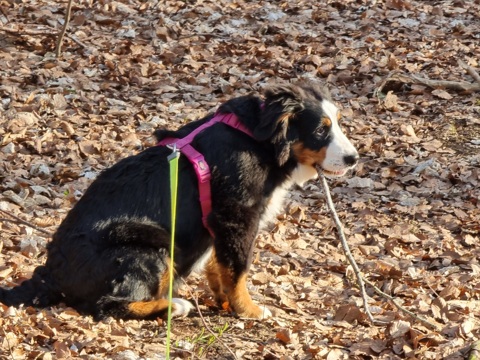 S21U_10x_Dog.jpg