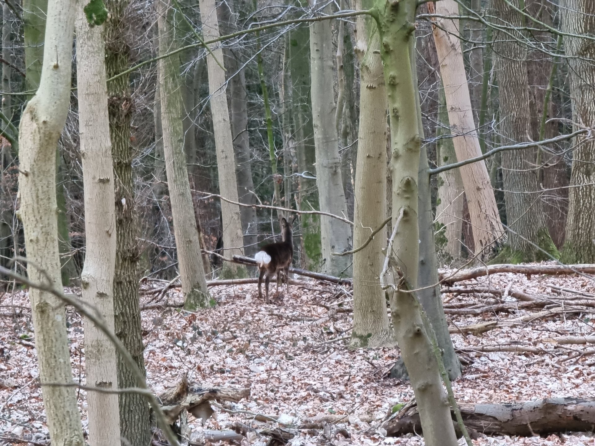 S21U__Deer_10x.jpg