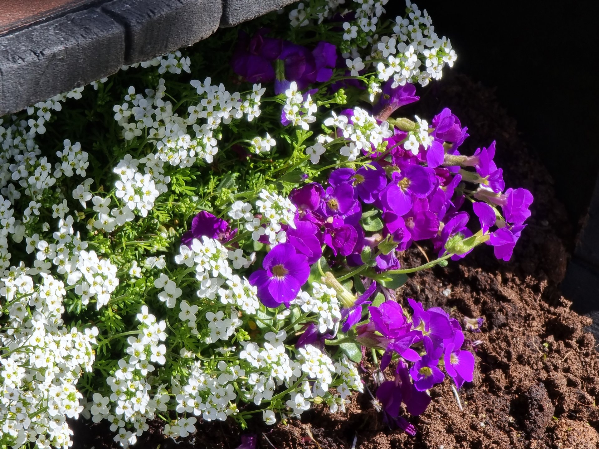 S21U_Flowerbed_10x.jpg