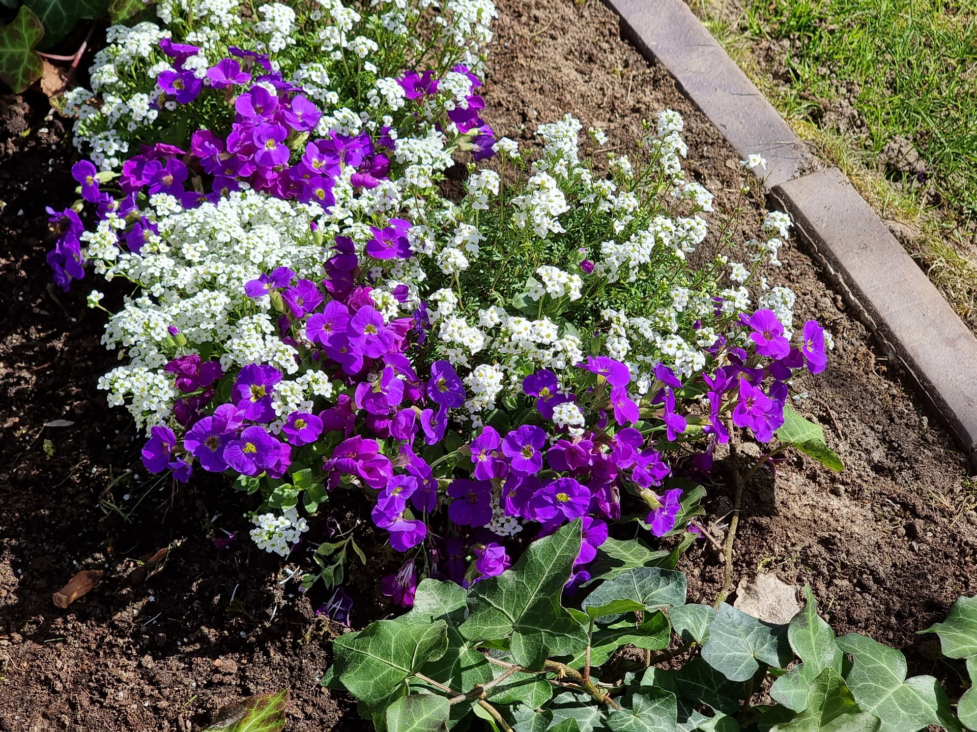 S21U_Flowerbed_3x.jpg