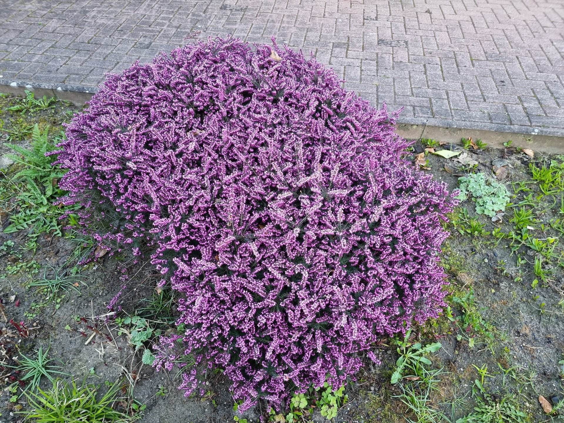 S21U_Heide.jpg