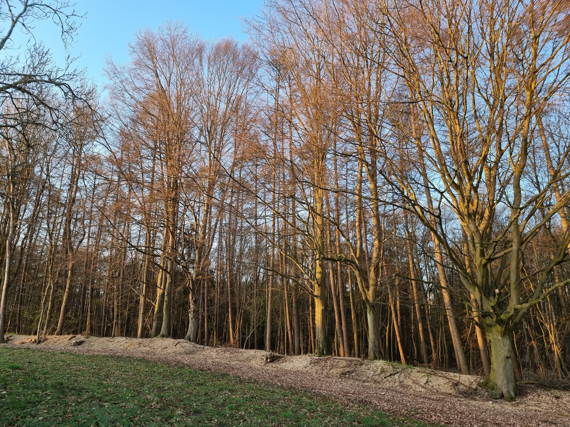 S21U_Wood_Morning.jpg