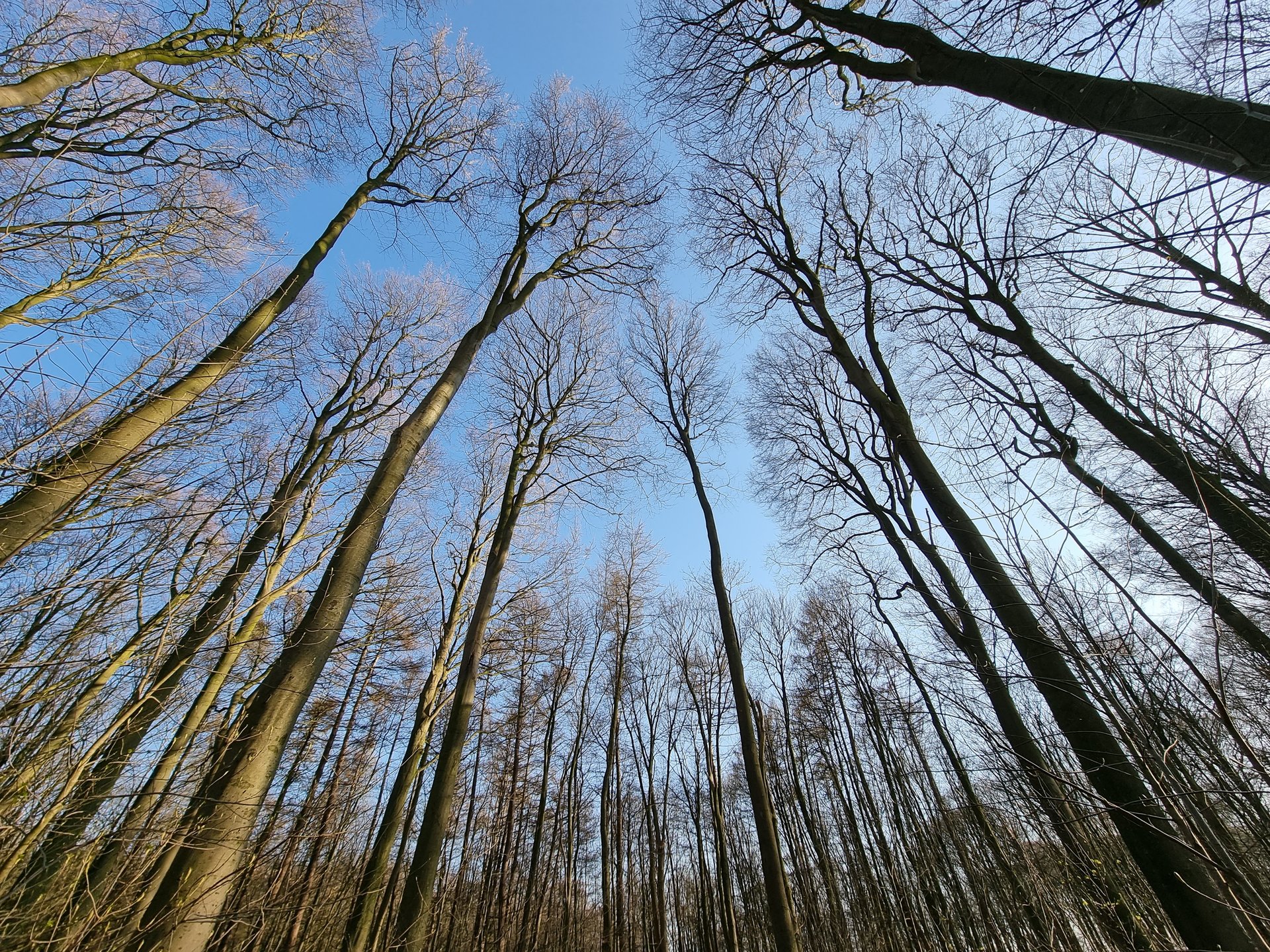 S21U_WW_Tree.jpg