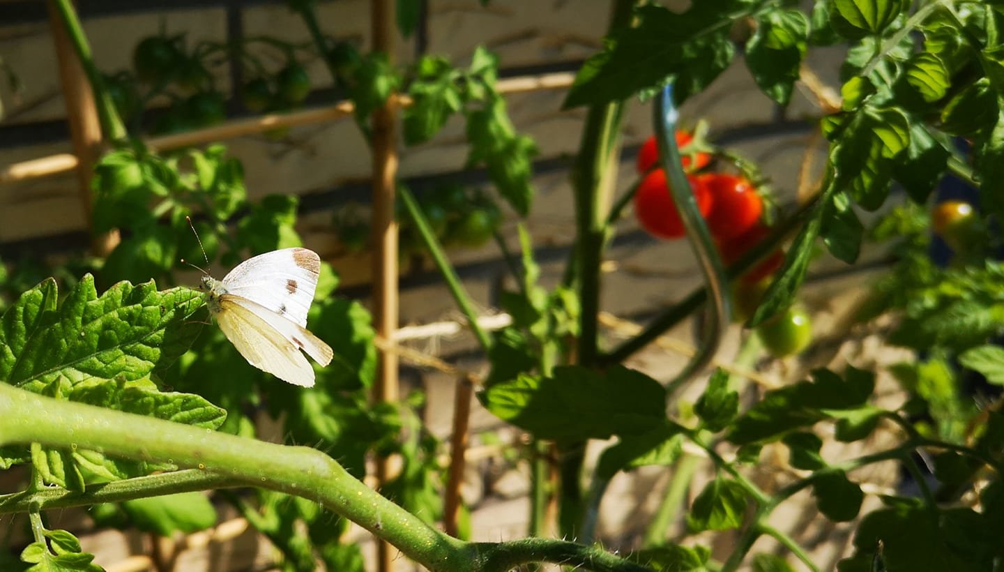 Tomaten.jpg