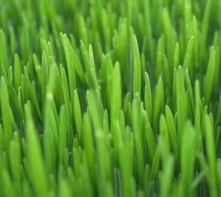 Grass.jpg