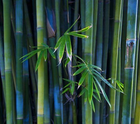 01905_bamboo_960x854.jpg