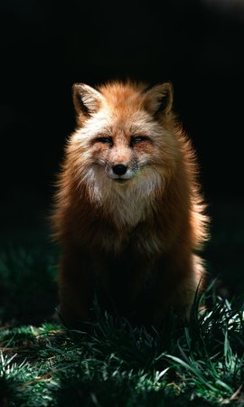 uhdanimals649.jpg
