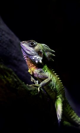 uhdanimals598.jpg