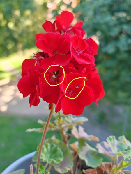 IMG_20230905_174117.jpg