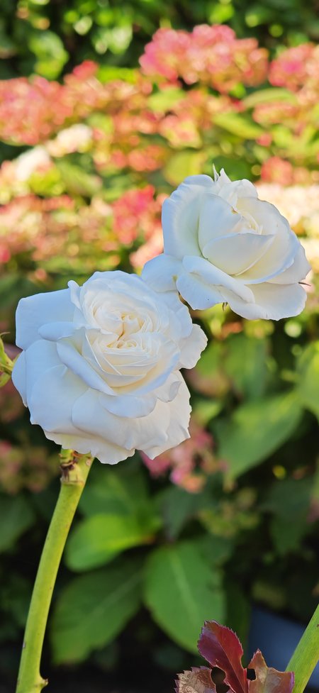 IMG_20230909_171634.jpg