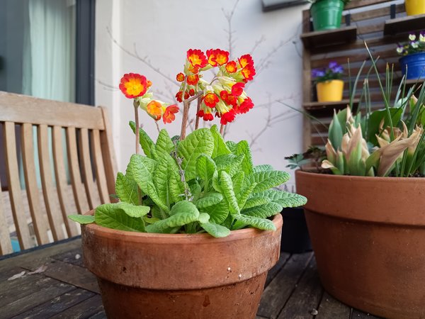 Foto_Blume_Moto_G73.jpg