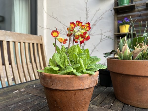 Foto_Blume_Apple_iPhone_14.jpeg