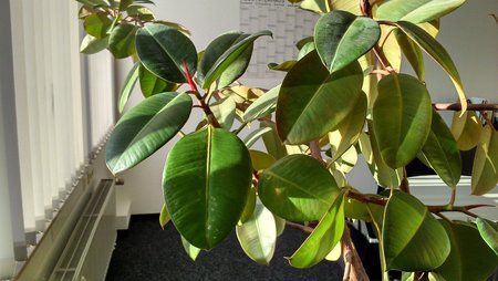 IMG_20121114_092247_287.jpg