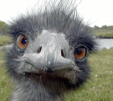 zbfmr8zuw7b.gif
