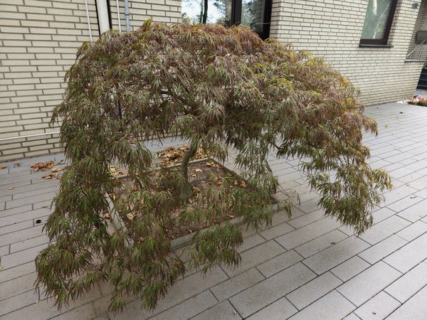 r18_java_v1srp_20231002_153445_lmc_8.4.jpg