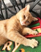 kitty.jpg
