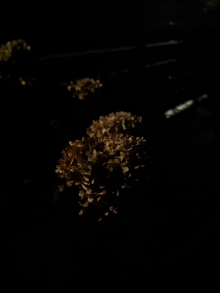 20231112_205643_r17ultra.soft.color.jpg