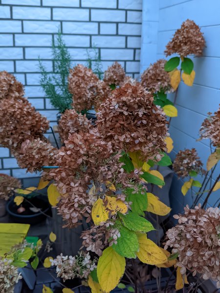 20231112_165340_r17ultra.soft.color.jpg