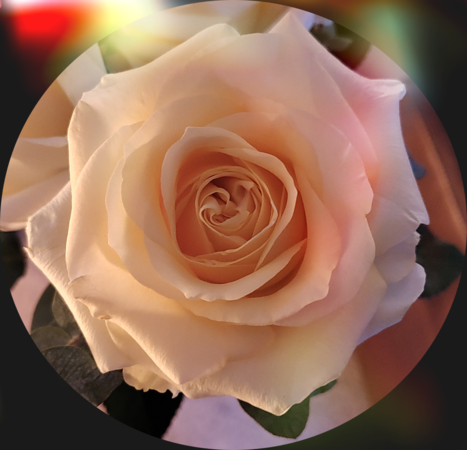 Rose.png