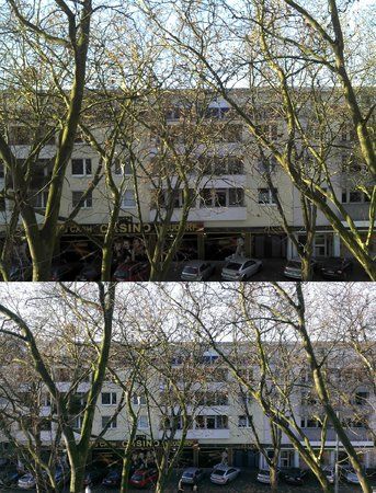 4_Baum.jpg