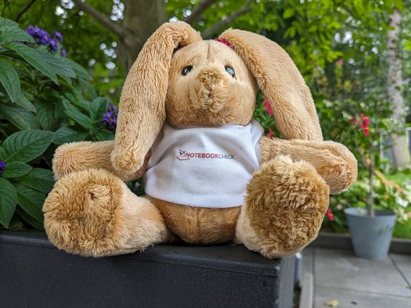 Foto_Pixel7a_Hase.jpg