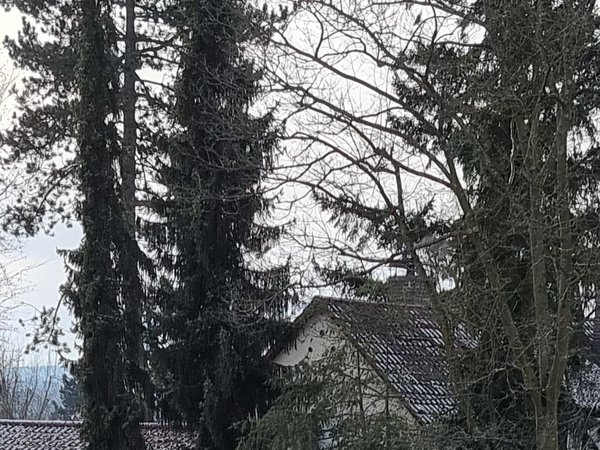ohne bild verbesserer s21 U.jpg
