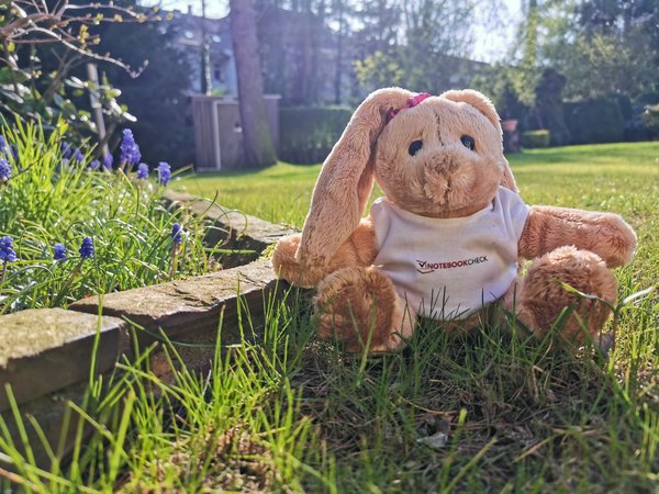 Foto_HuaweiP30Pro_Hase.jpg