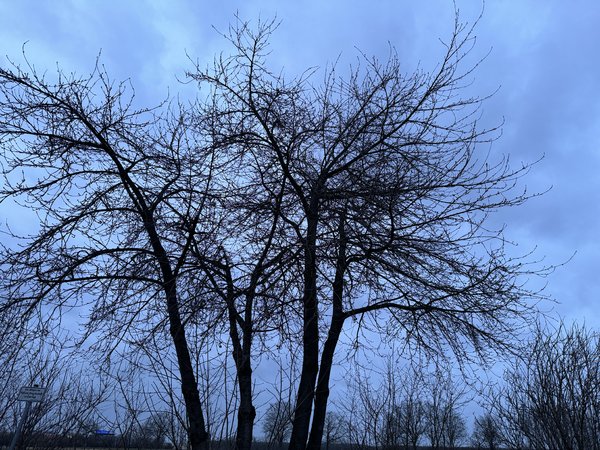 IMG_3625.jpeg