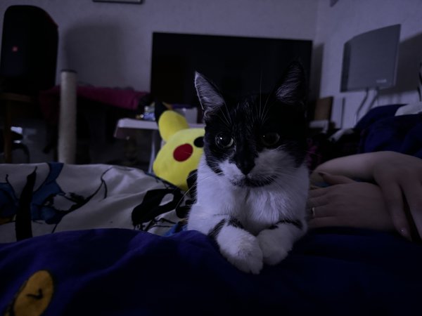 15pm Katze lowlight .jpg