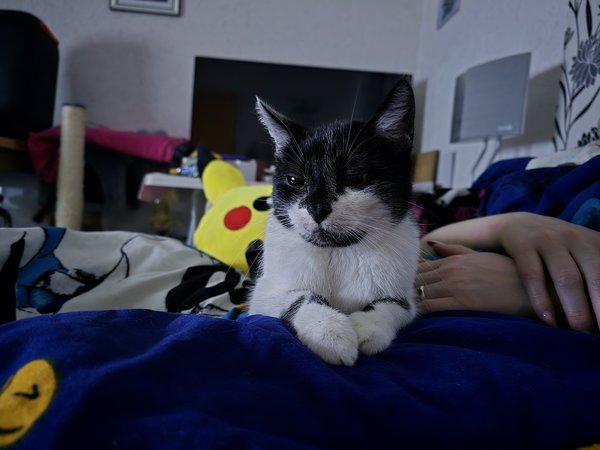 24u Katze nightmode .jpg