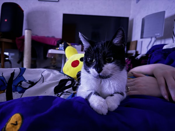 15pm Katze nightmode .jpg
