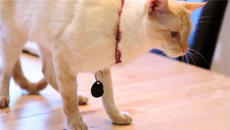 Sticknfind-collar.jpg
