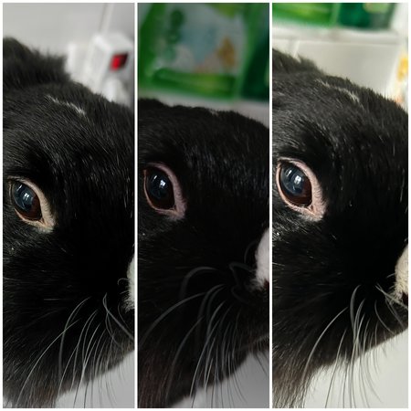 Collage Mate 50 Pro, Magic6 Pro, iPhone 14.jpg