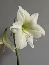 IMG_2554.jpeg