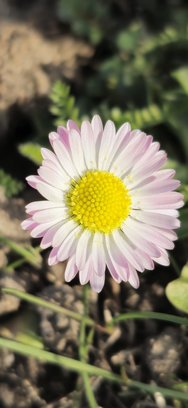 S24U_Blume.jpg