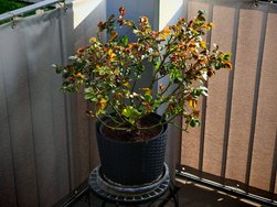 IMG_20240228_161141.jpg