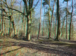 3D-Bild 7 S24U S34U 12MP.JPG