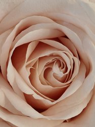 6 5 127 Blume weiß.jpg