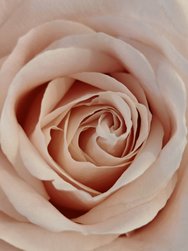 6 2,5 127 Blume weiß.jpg