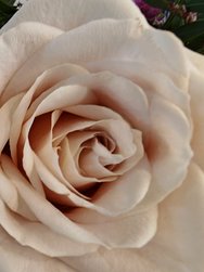 6 1 127 Blume weiß.jpg