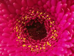 6 10 127 Blume rot.jpg