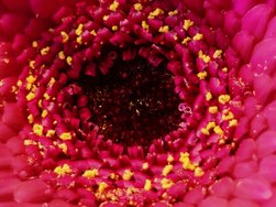 6 5 127 Blume rot.jpg