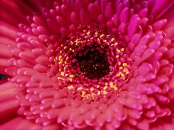 6 2,5 127 Blume rot.jpg