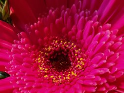 6 1 127 Blume rot.jpg